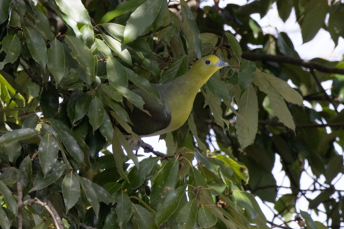 White-bellied Green-Pigeon - Hannah Zhao