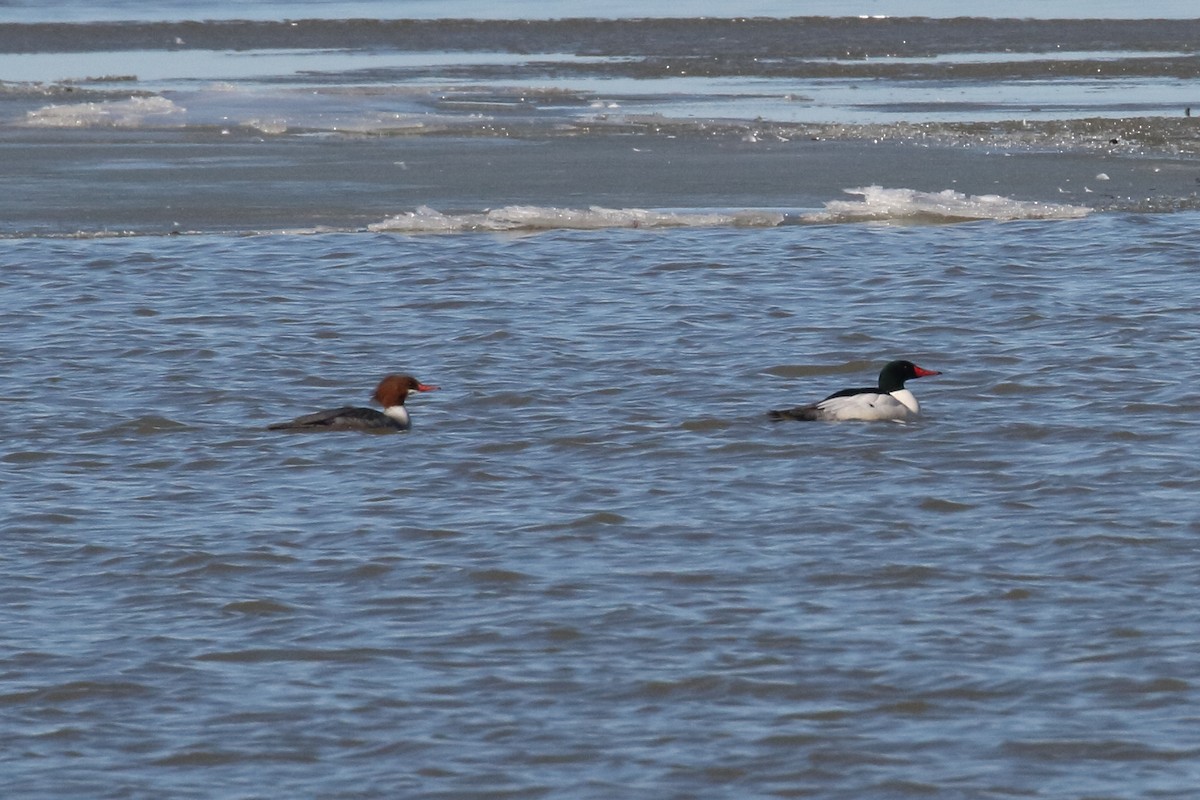 Common Merganser - ML614519167