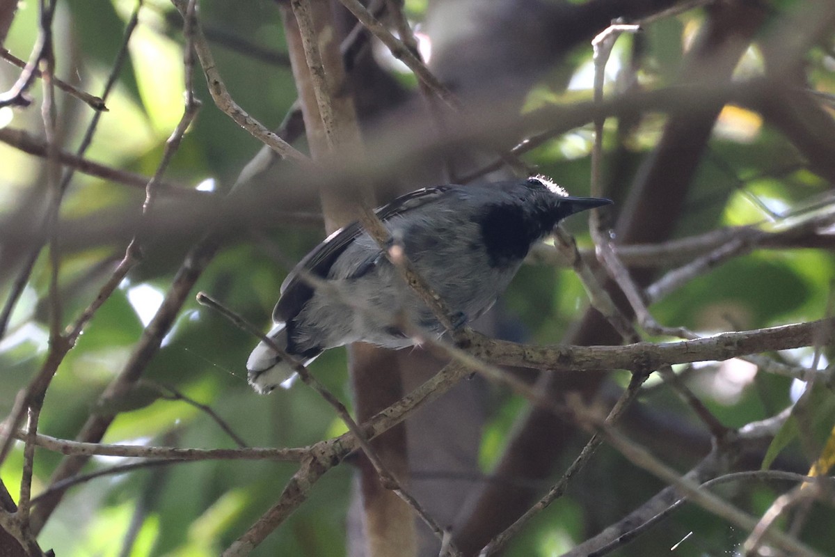 Band-tailed Antwren - ML614519184