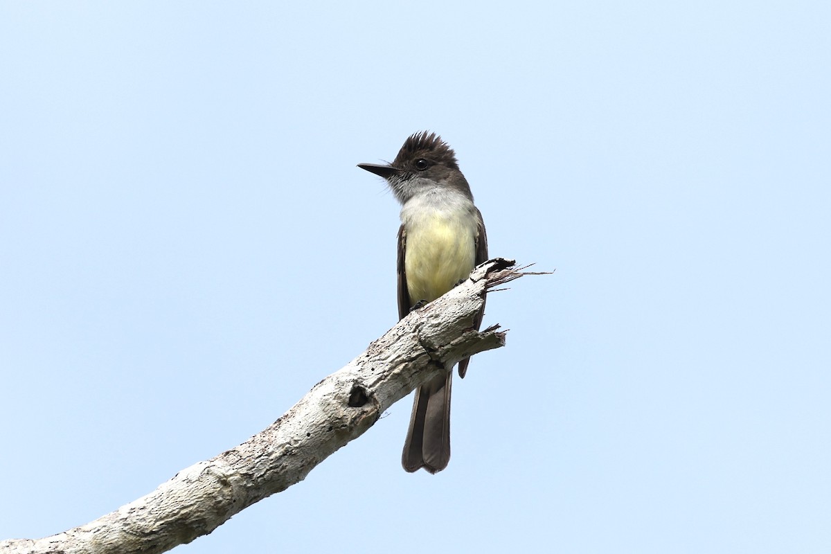 Dusky-capped Flycatcher - ML614519206