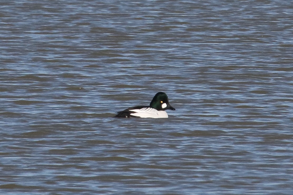 Common Goldeneye - ML614519239