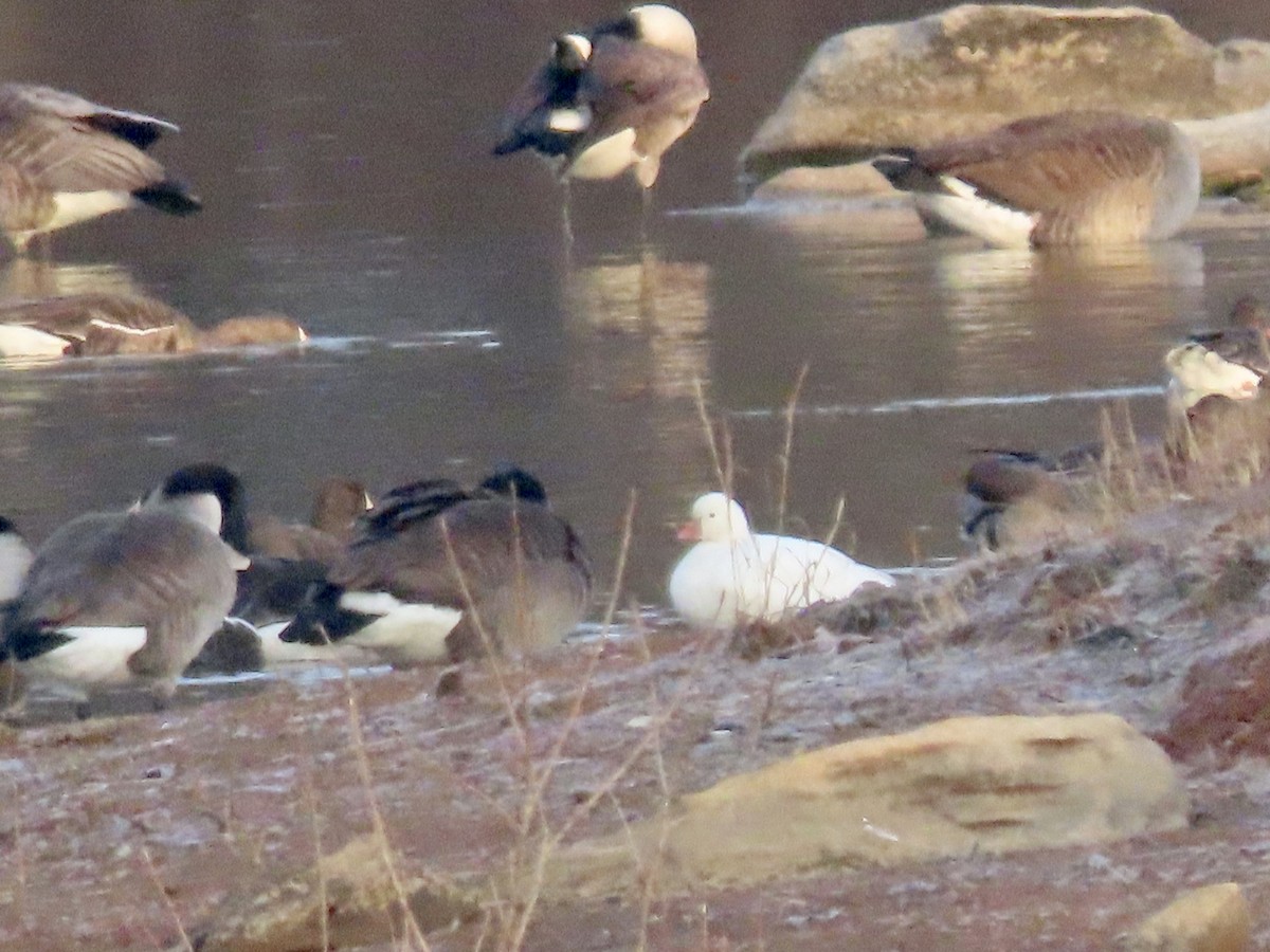 Ross's Goose - ML614519277