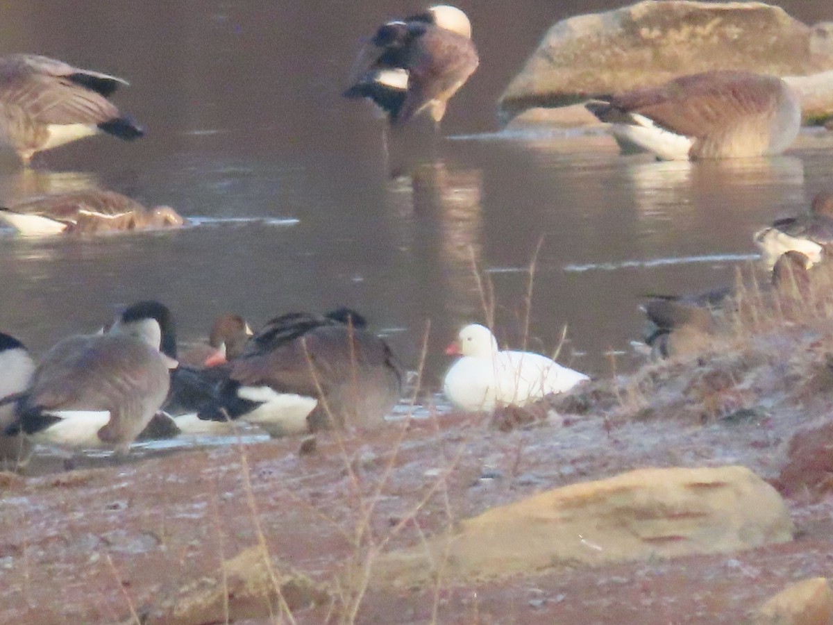 Ross's Goose - ML614519278