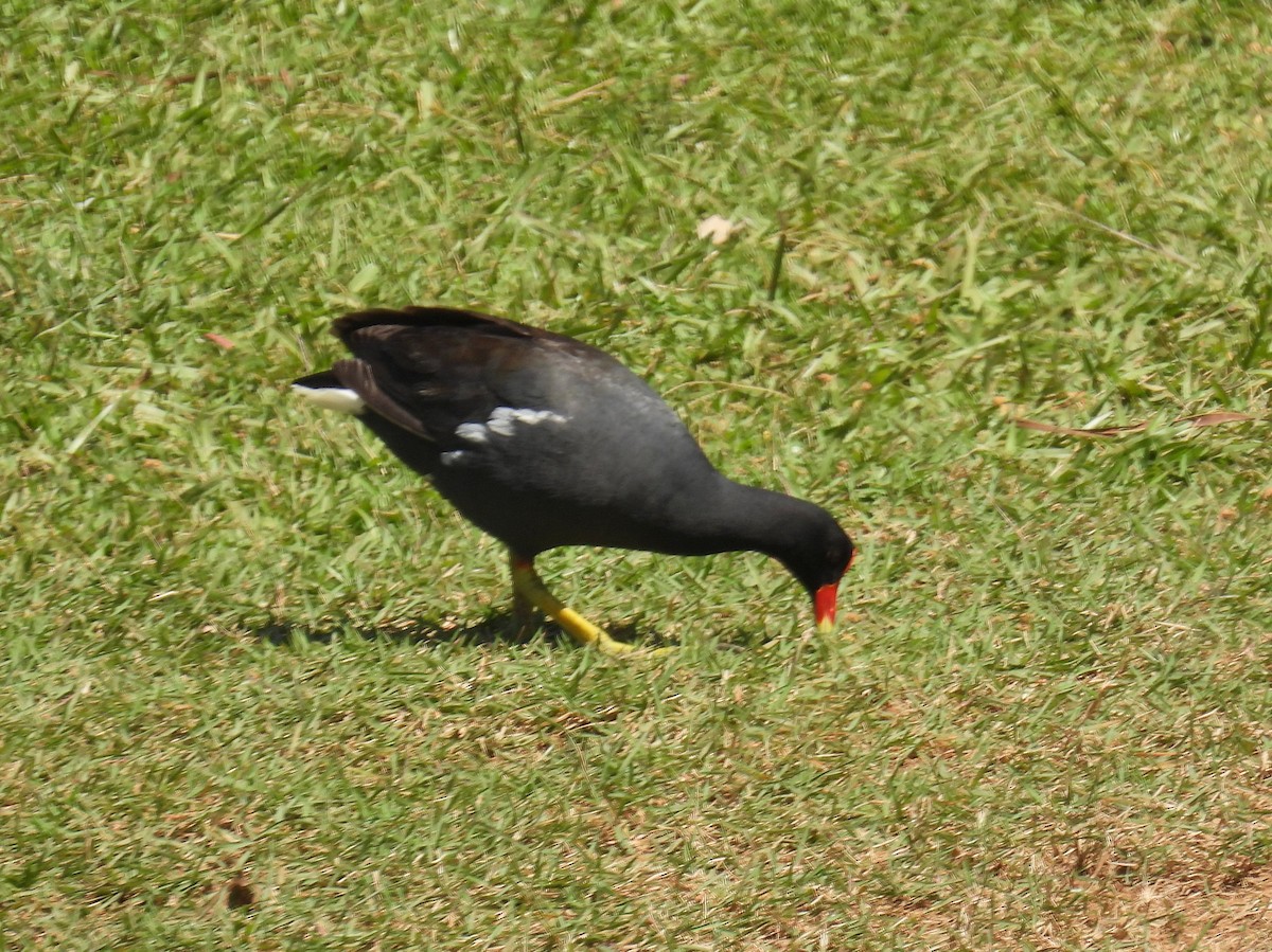 Common Gallinule (American) - ML614519282