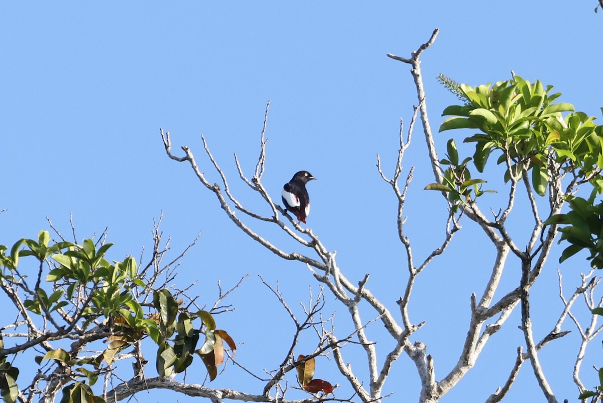 Cotinga porphyrion - ML614519293