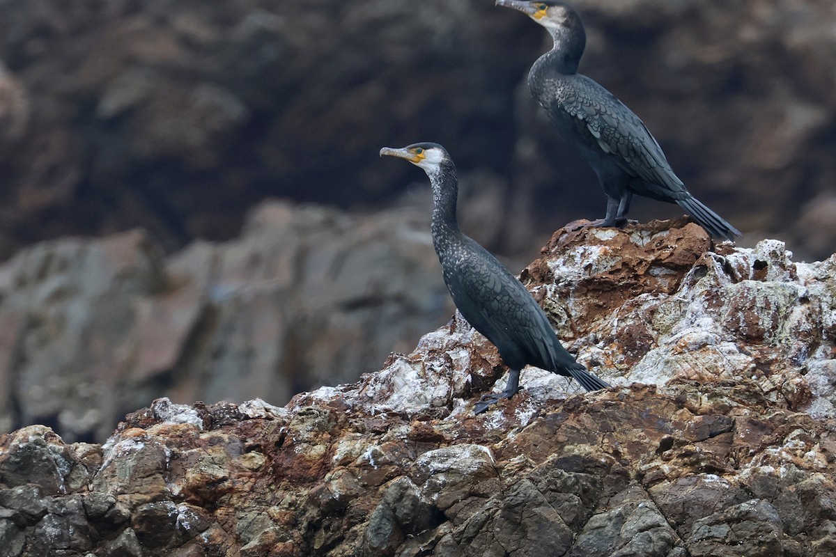 Japanese Cormorant - ML614519296