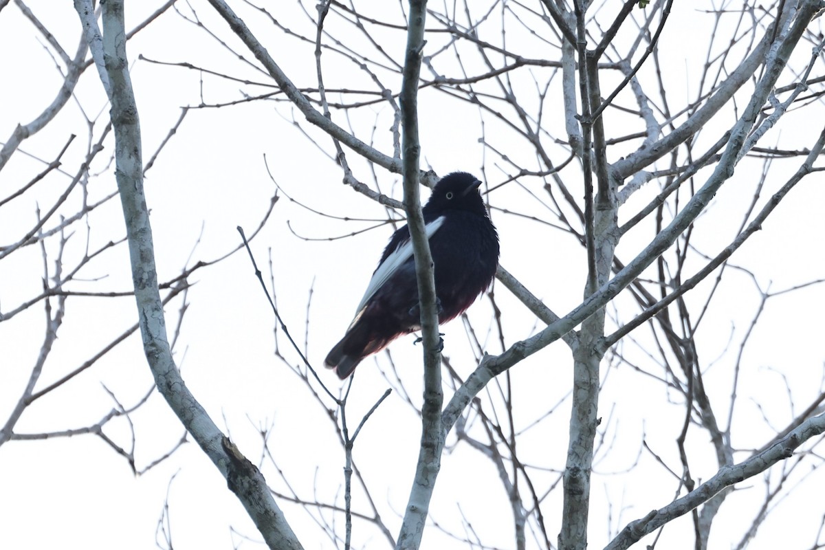 White-winged Cotinga - ML614519297