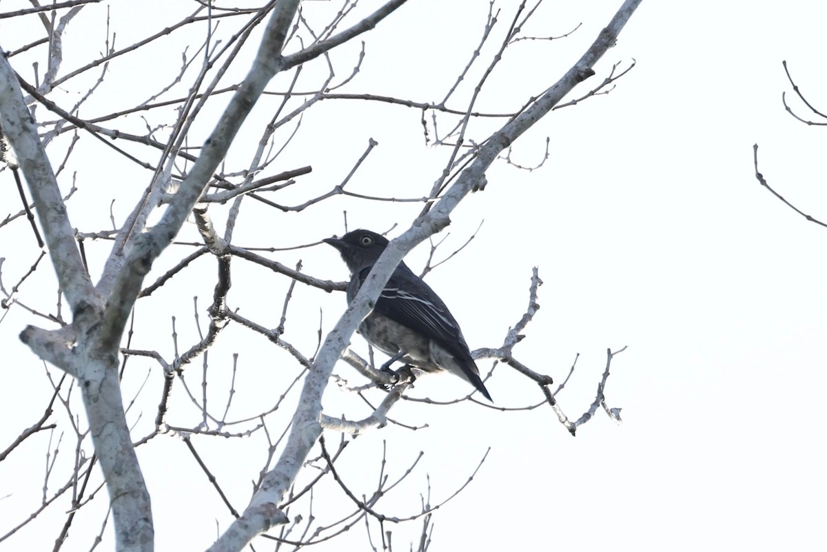 White-winged Cotinga - Charles Davies