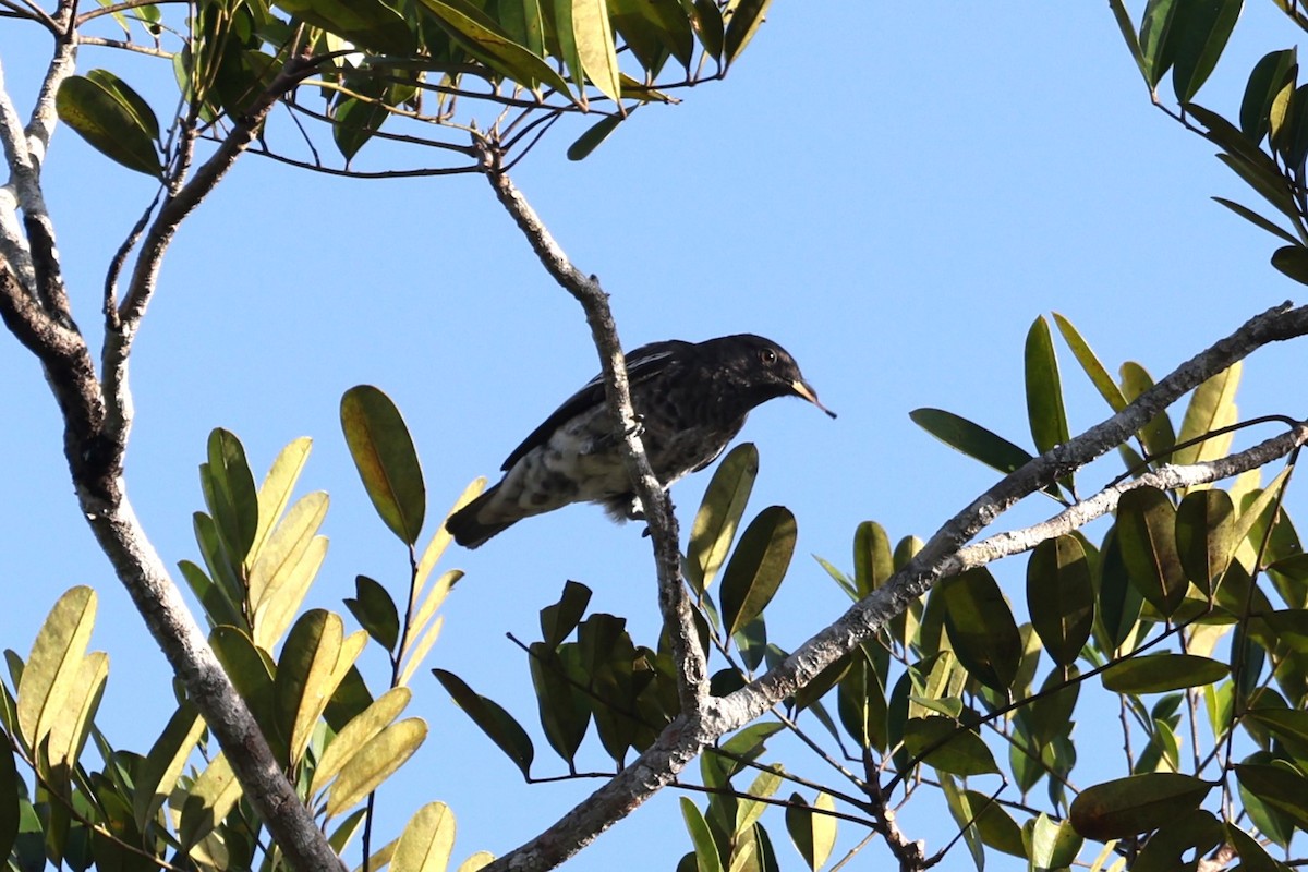 Cotinga porphyrion - ML614519303