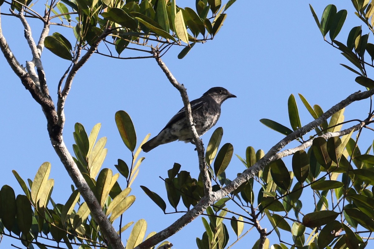 Cotinga porphyrion - ML614519305