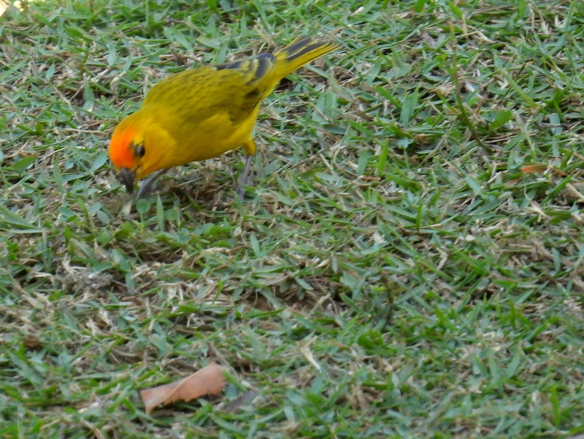 Saffron Finch (Saffron) - ML614519308