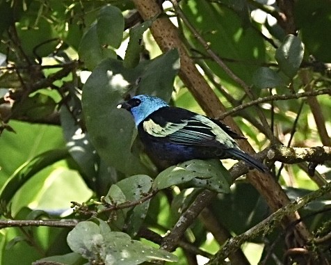 Blue-necked Tanager - ML614519398