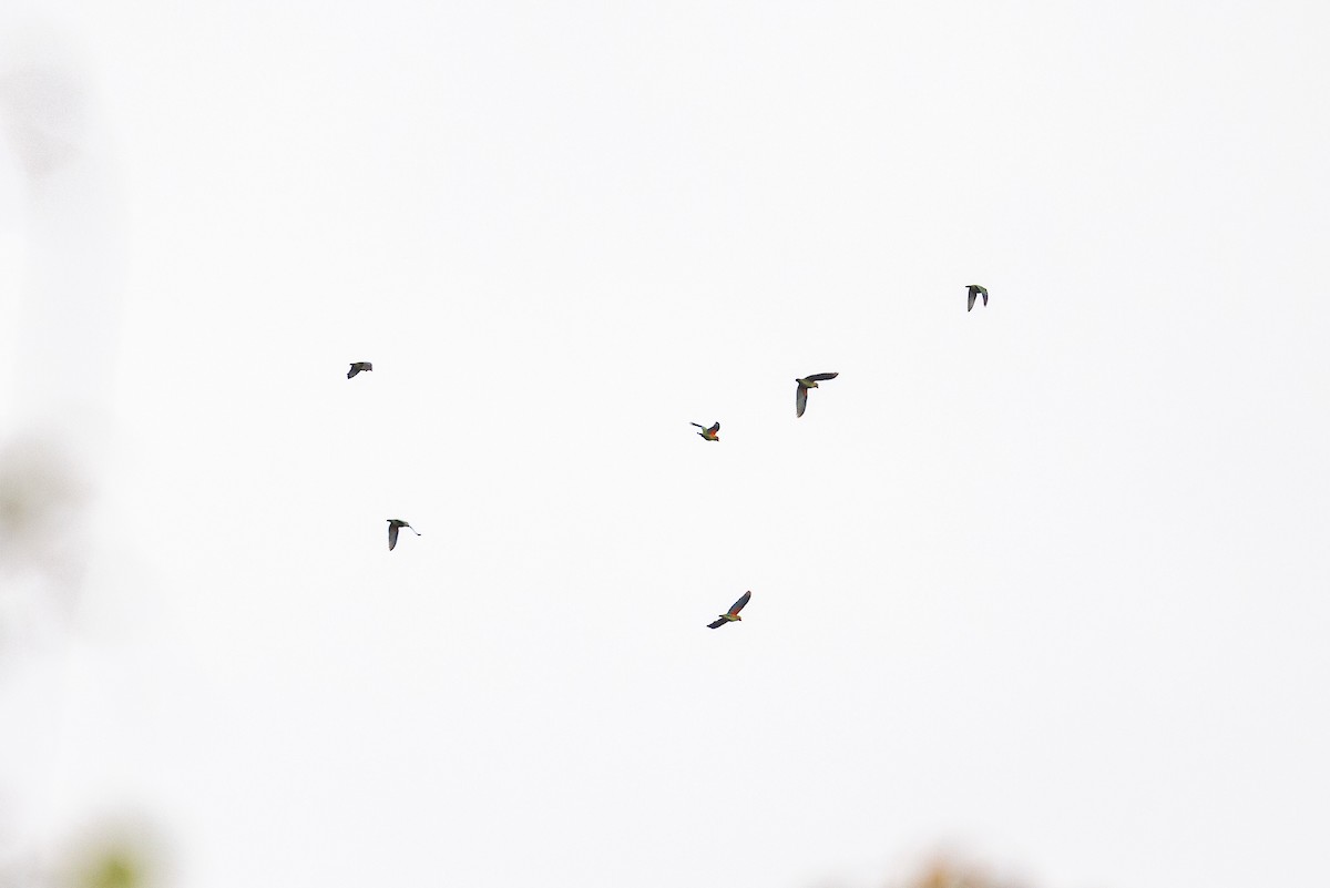 Brown-hooded Parrot - Benjamin Griffith