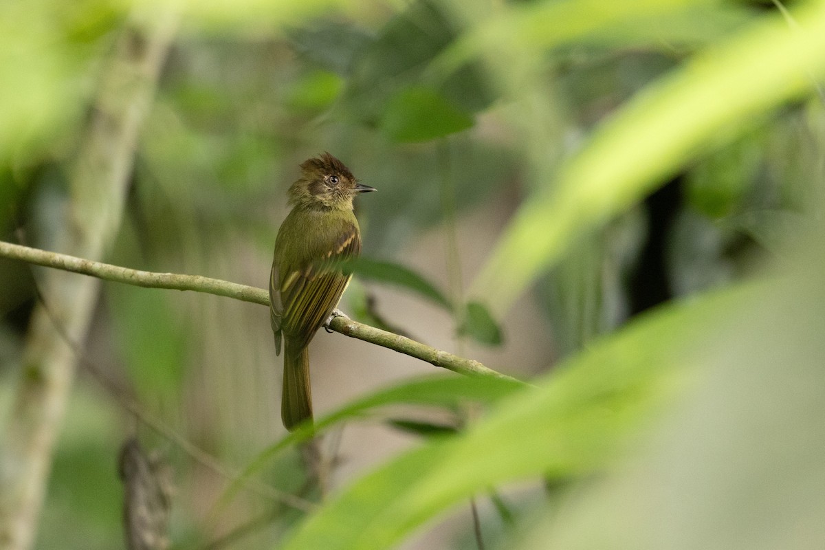 Sepia-capped Flycatcher - Benjamin Griffith