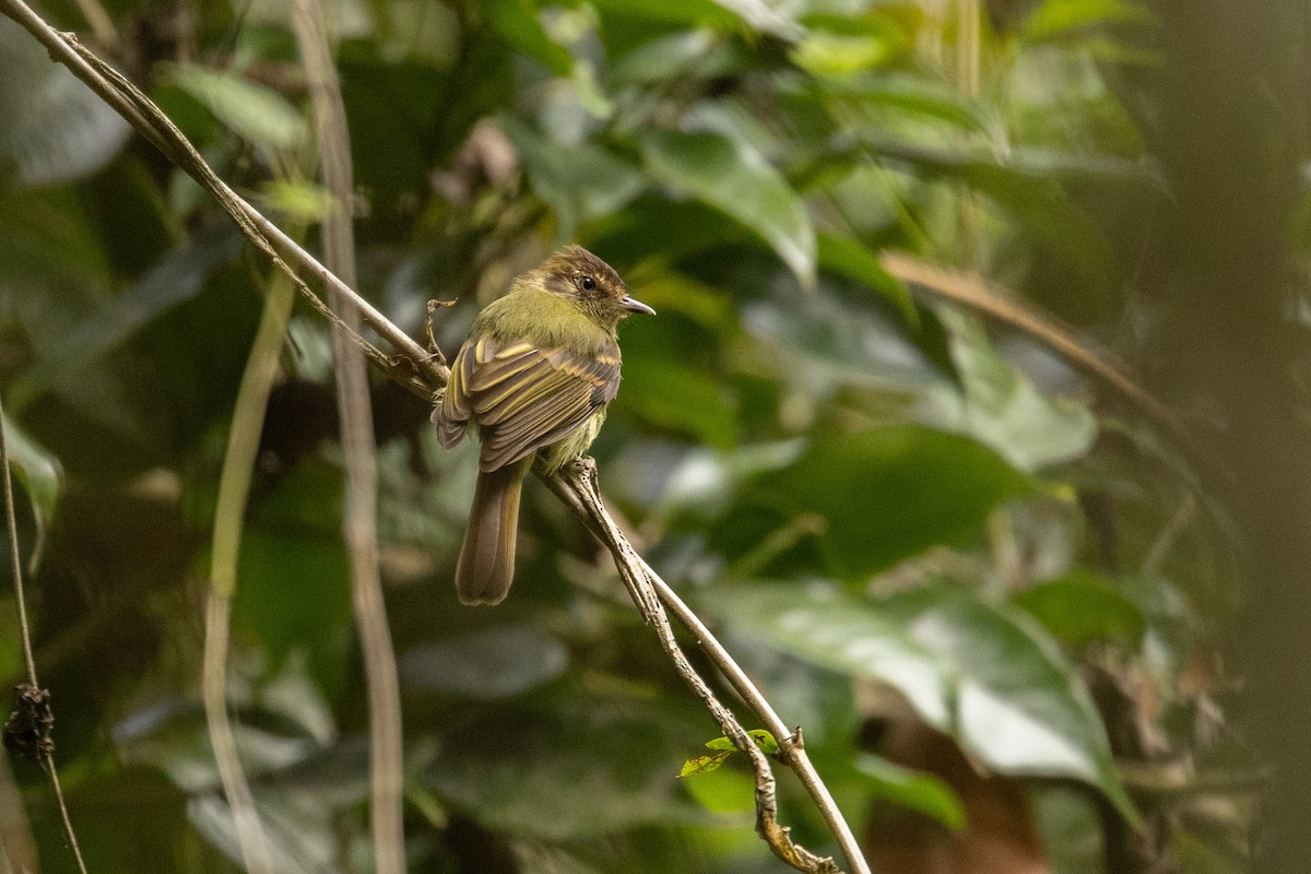 Sepia-capped Flycatcher - Benjamin Griffith