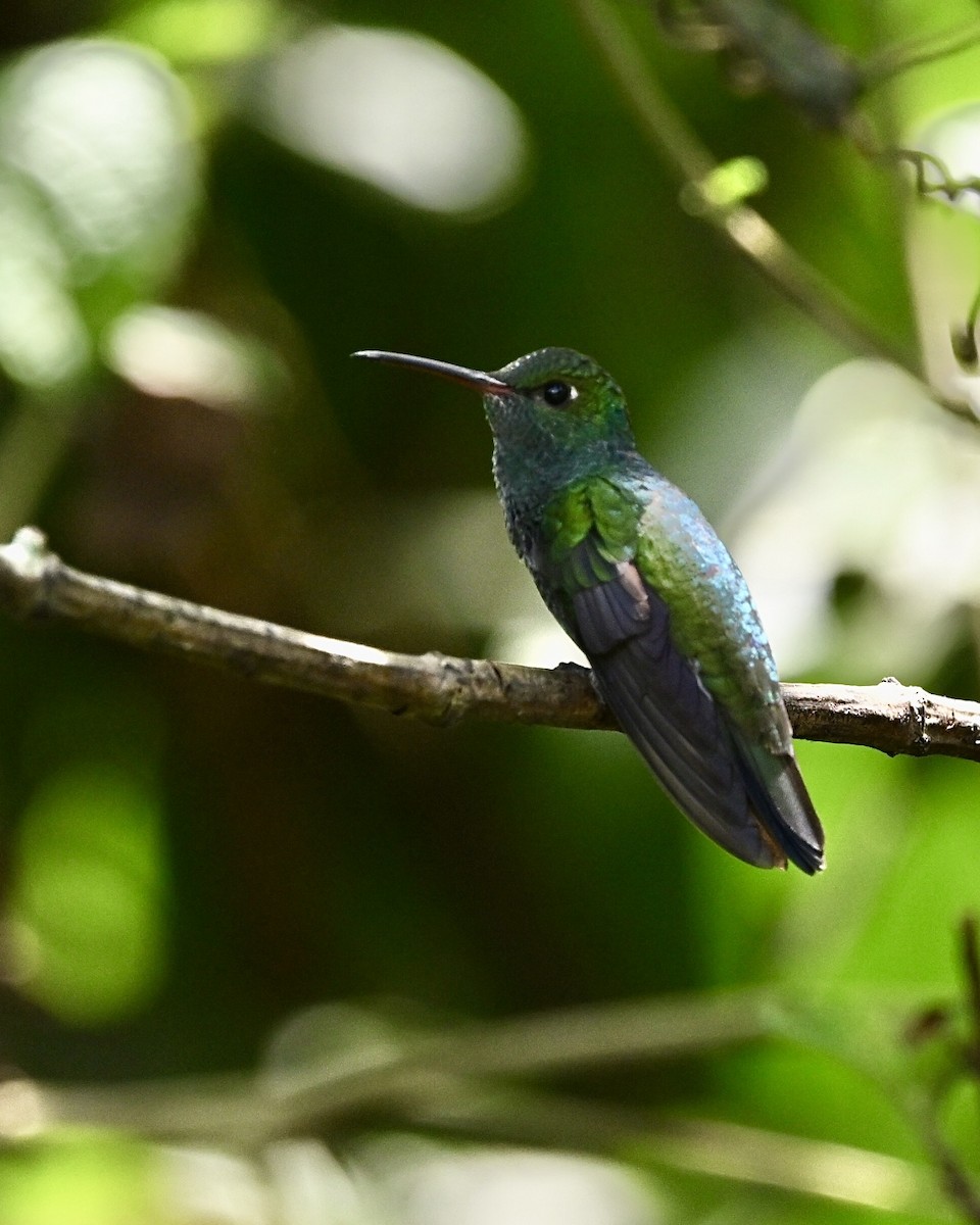 Glittering-throated Emerald - ML614519441