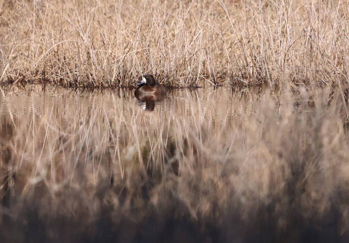 Greater Scaup - ML614519458