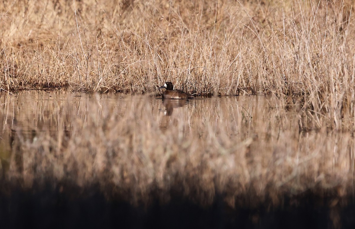 Greater Scaup - ML614519459