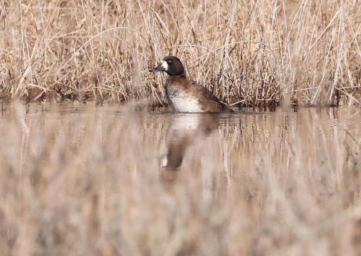 Greater Scaup - ML614519460