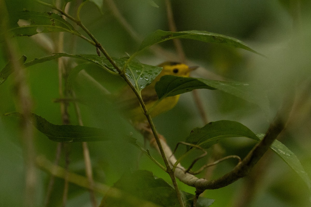 Wilson's Warbler - Benjamin Griffith