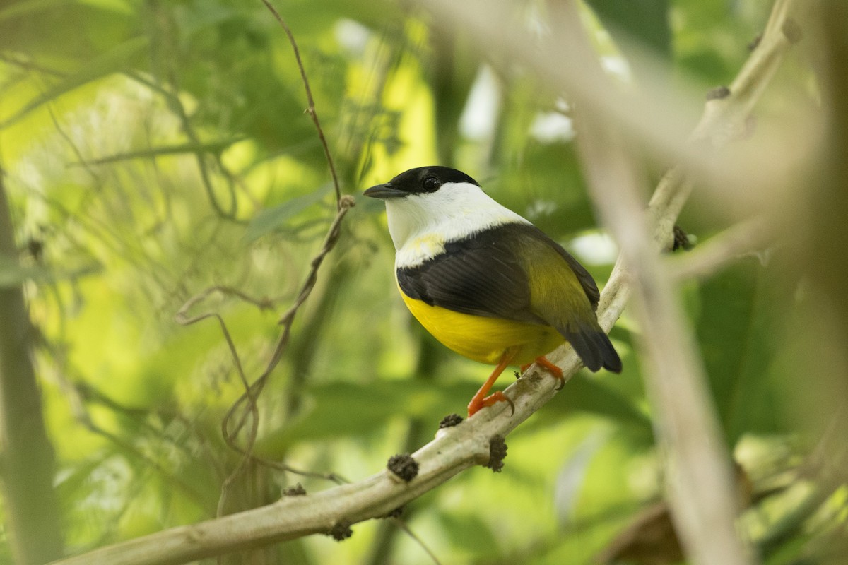 White-collared Manakin - Benjamin Griffith