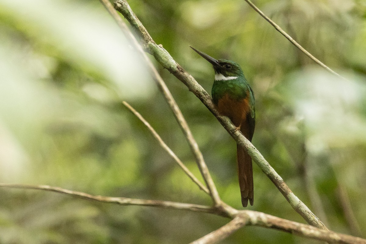 Rufous-tailed Jacamar (Black-chinned) - Benjamin Griffith