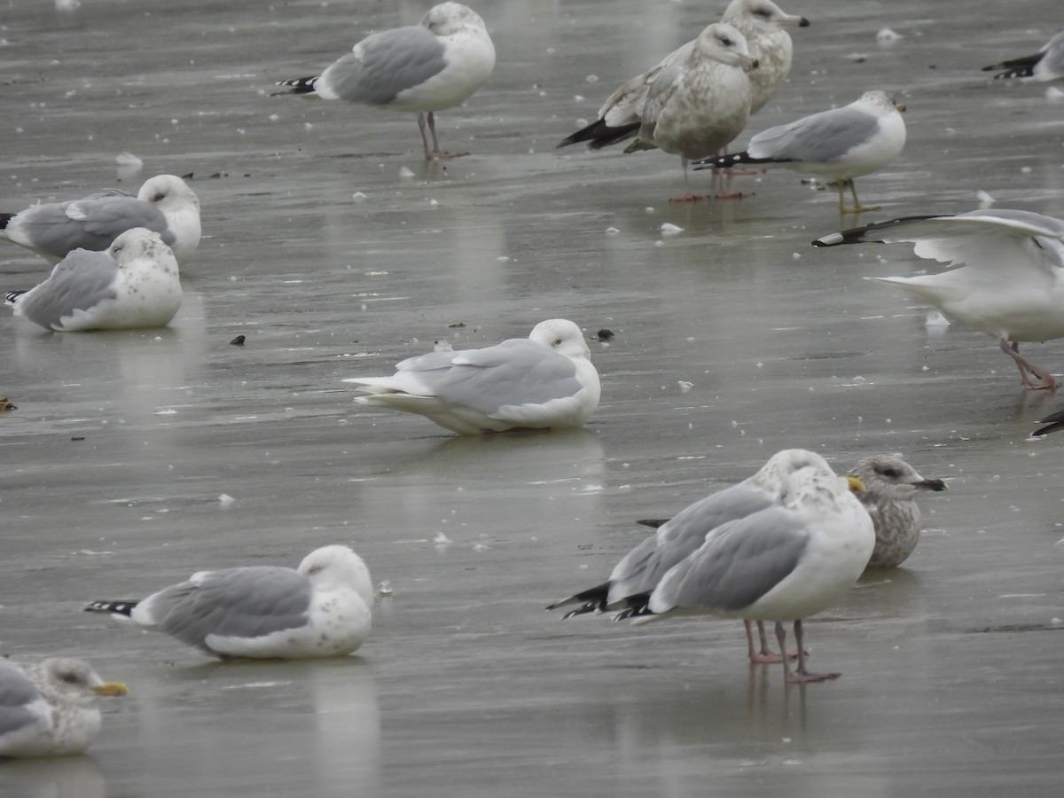 Glaucous Gull - Philip Downey