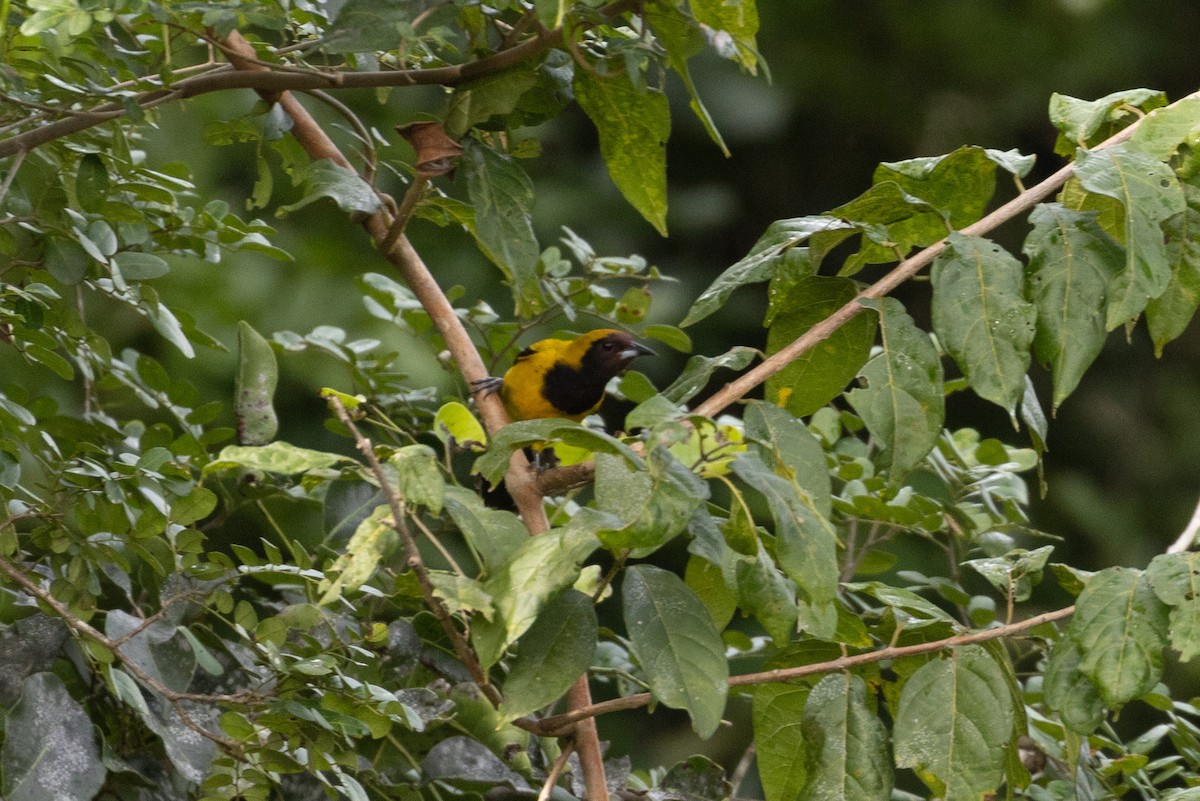 Black-cowled Oriole - ML614519503