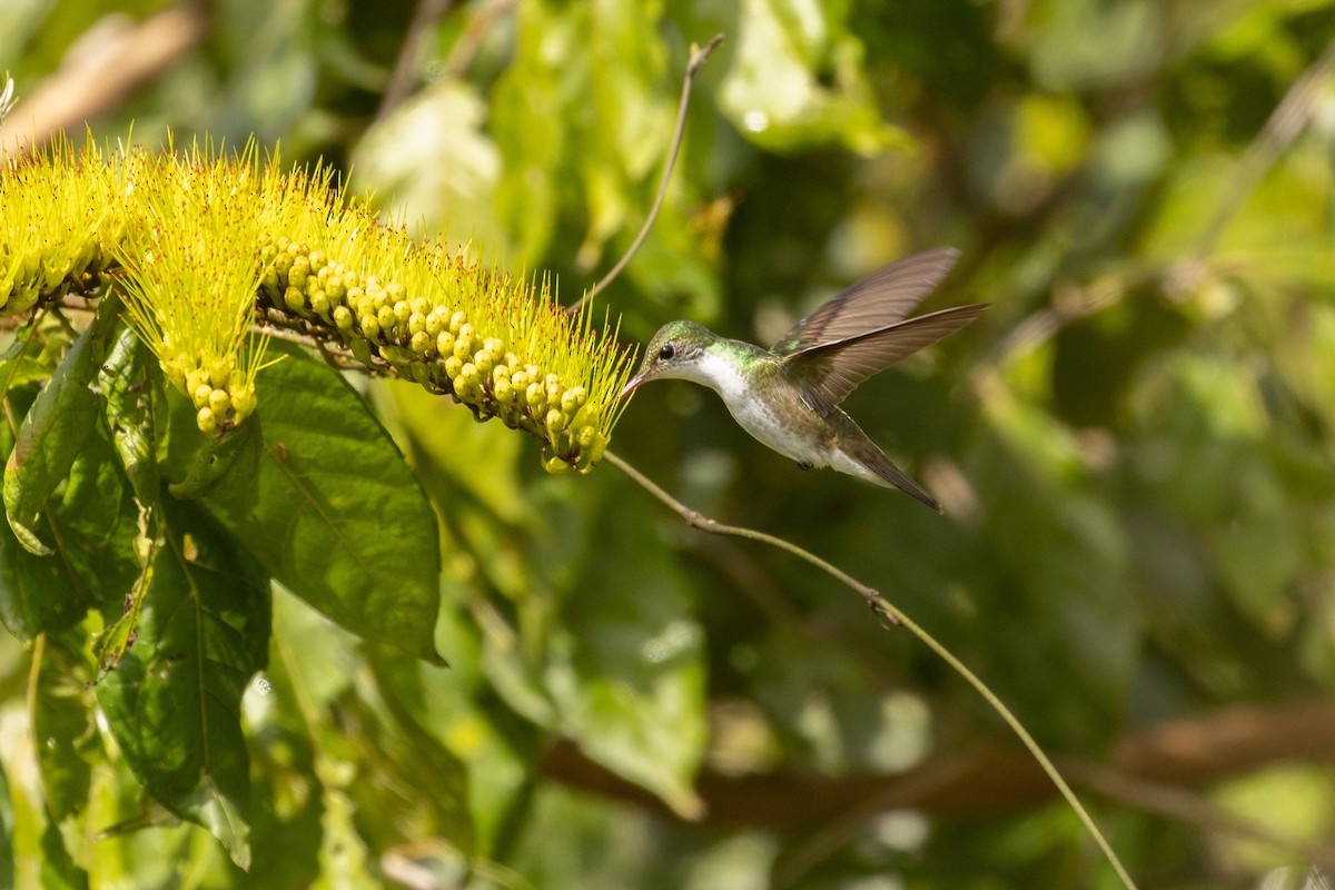 White-bellied Emerald - Benjamin Griffith