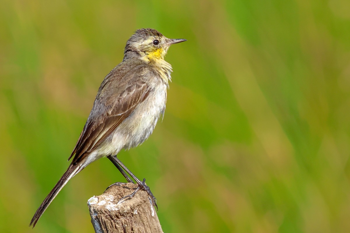 Western Yellow Wagtail - ML614519514