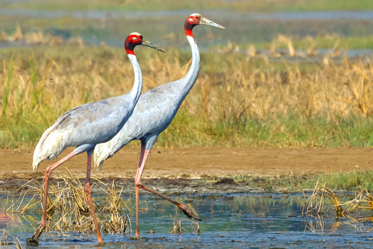 Sarus Crane - ML614519522