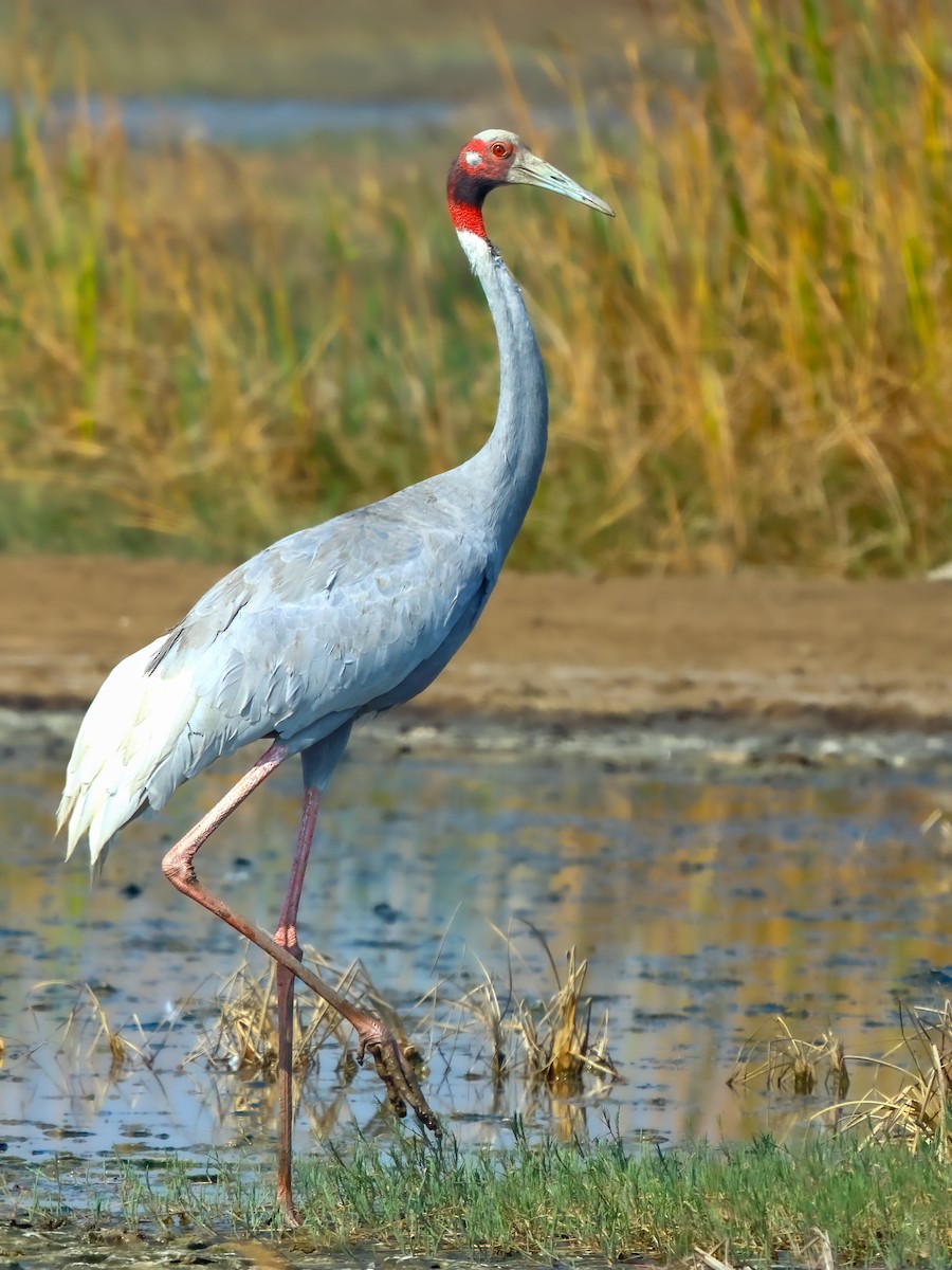 Grulla Sarus - ML614519523