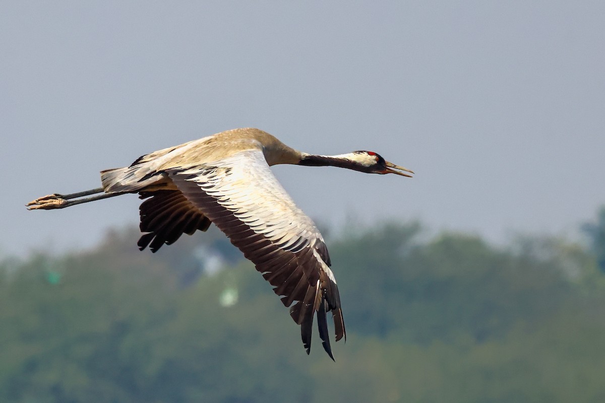 Common Crane - ML614519524