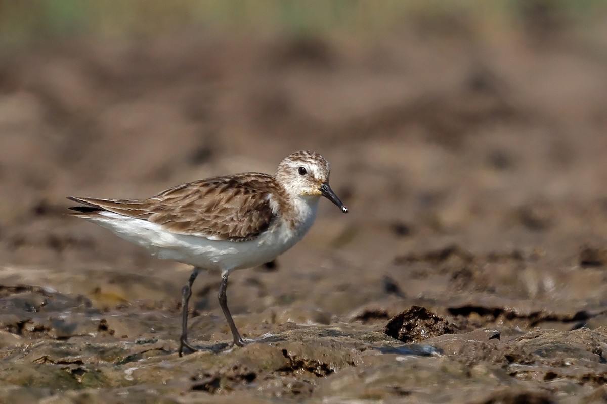 Little Stint - ML614519539