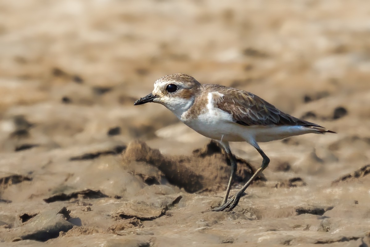 Tibetan Sand-Plover - ML614519546