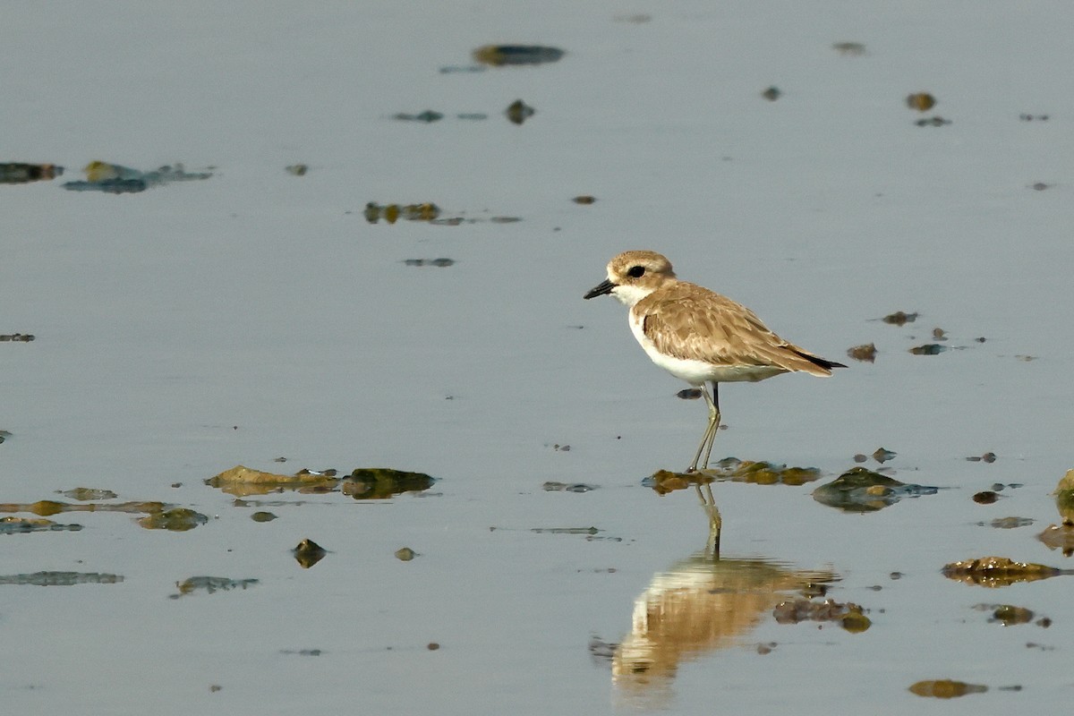 Tibetan Sand-Plover - ML614519547