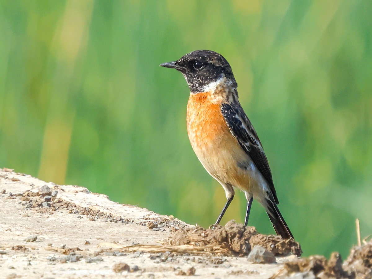 Siberian Stonechat - ML614519576