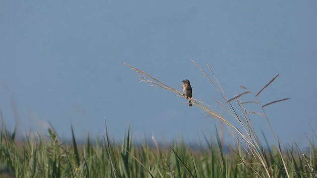 Chestnut Seedeater - ML614519844
