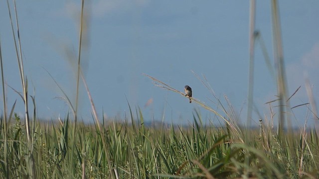 Chestnut Seedeater - ML614519847