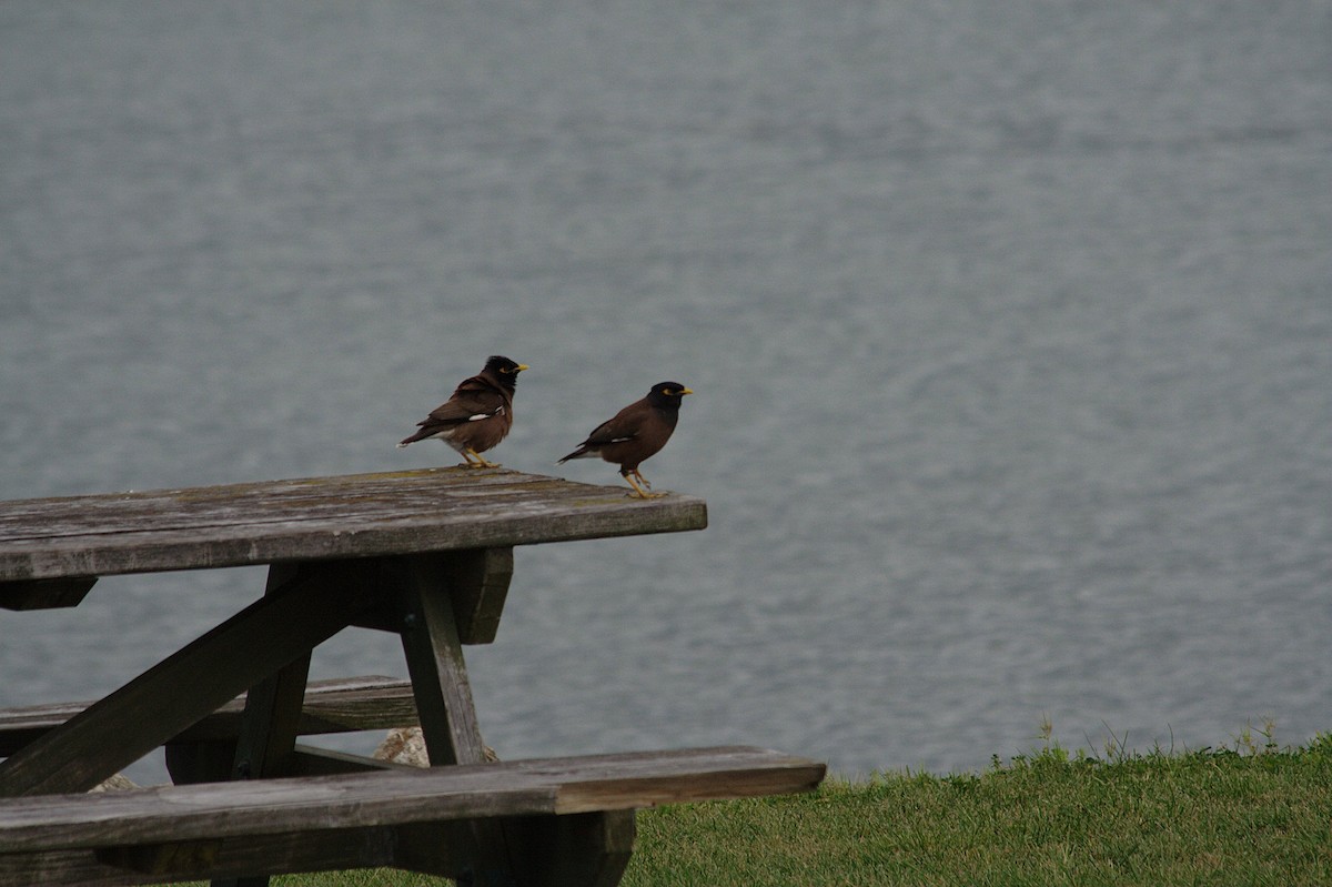 Common Myna - Barbara Boysen