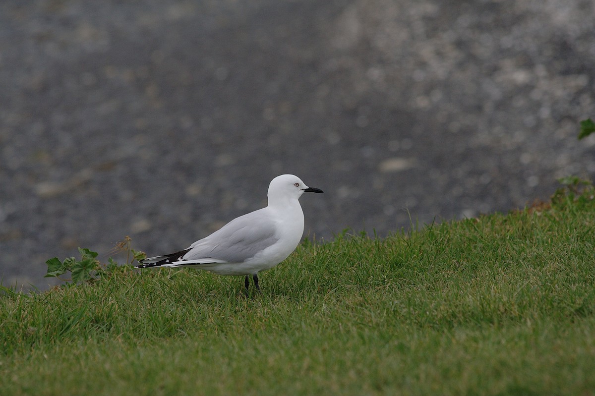 Gaviota Maorí - ML614519906