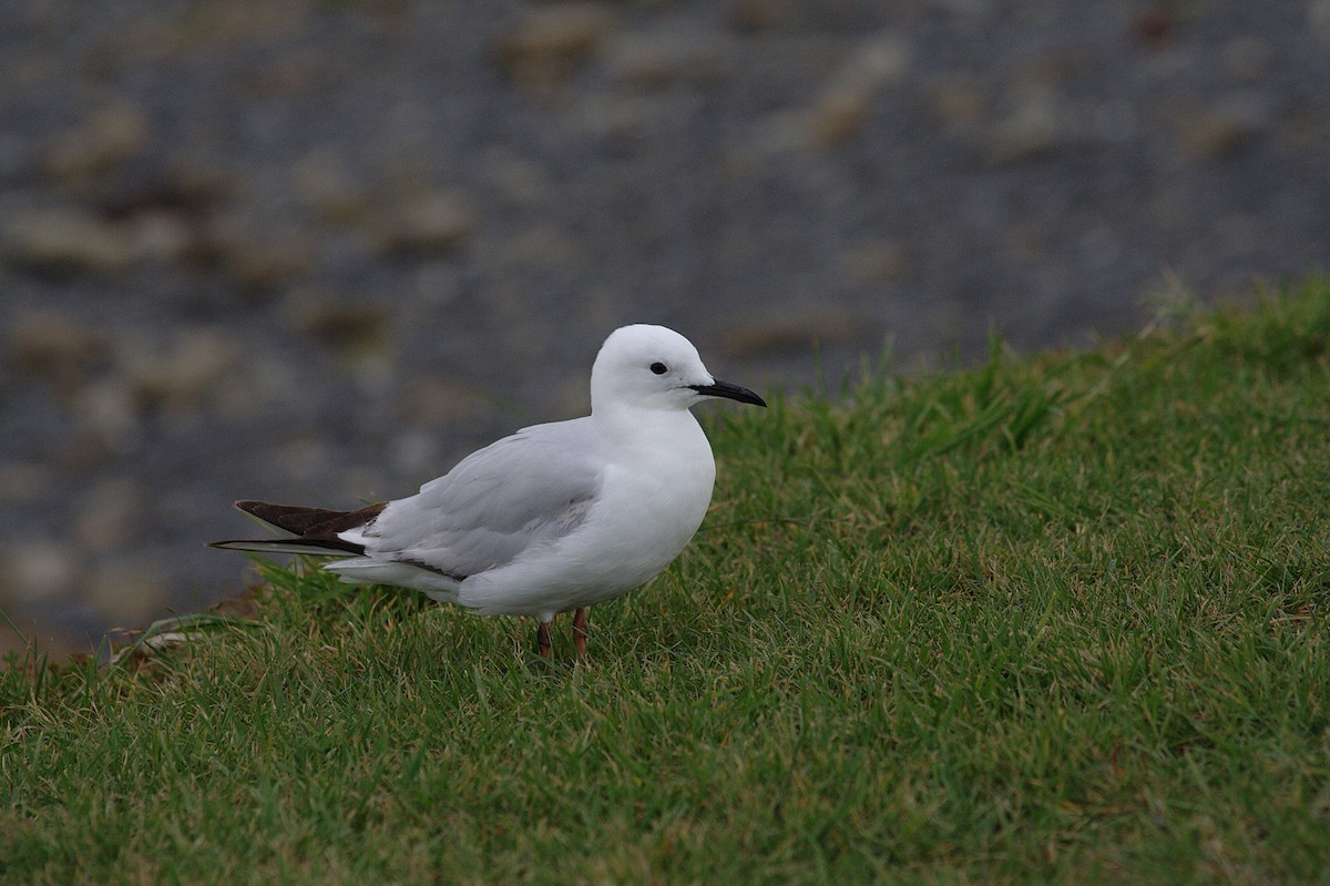 Gaviota Maorí - ML614519908