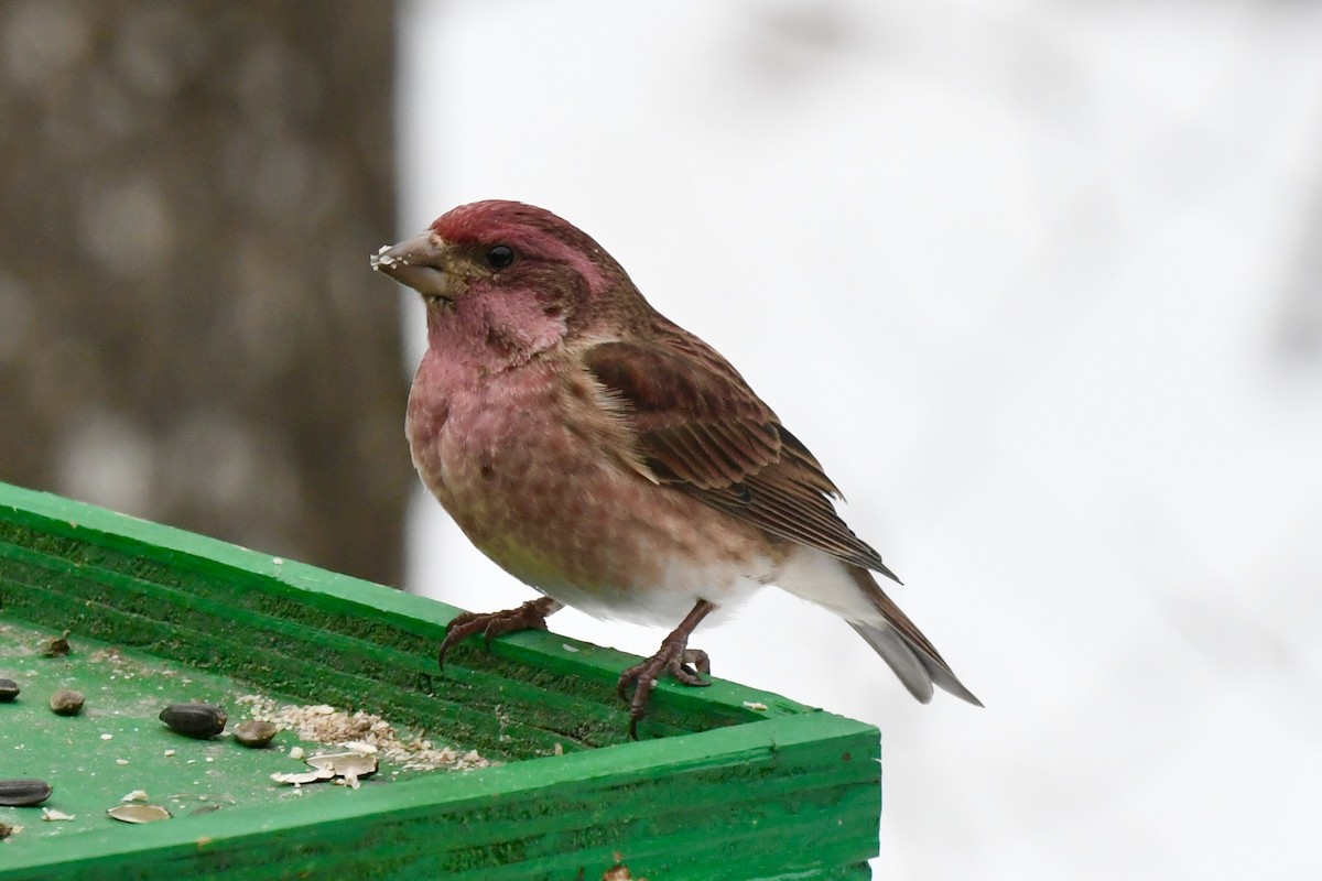 Purple Finch - Michael Hatton