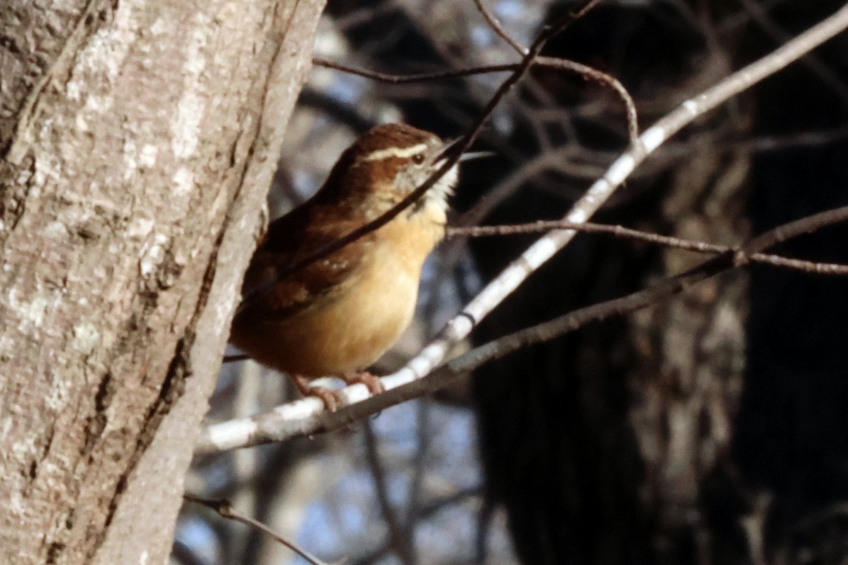 Carolina Wren - ML614519932