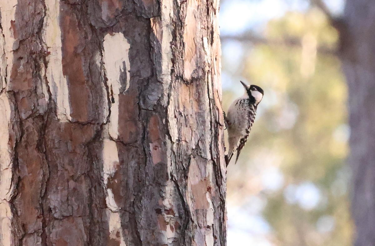 Red-cockaded Woodpecker - ML614519944