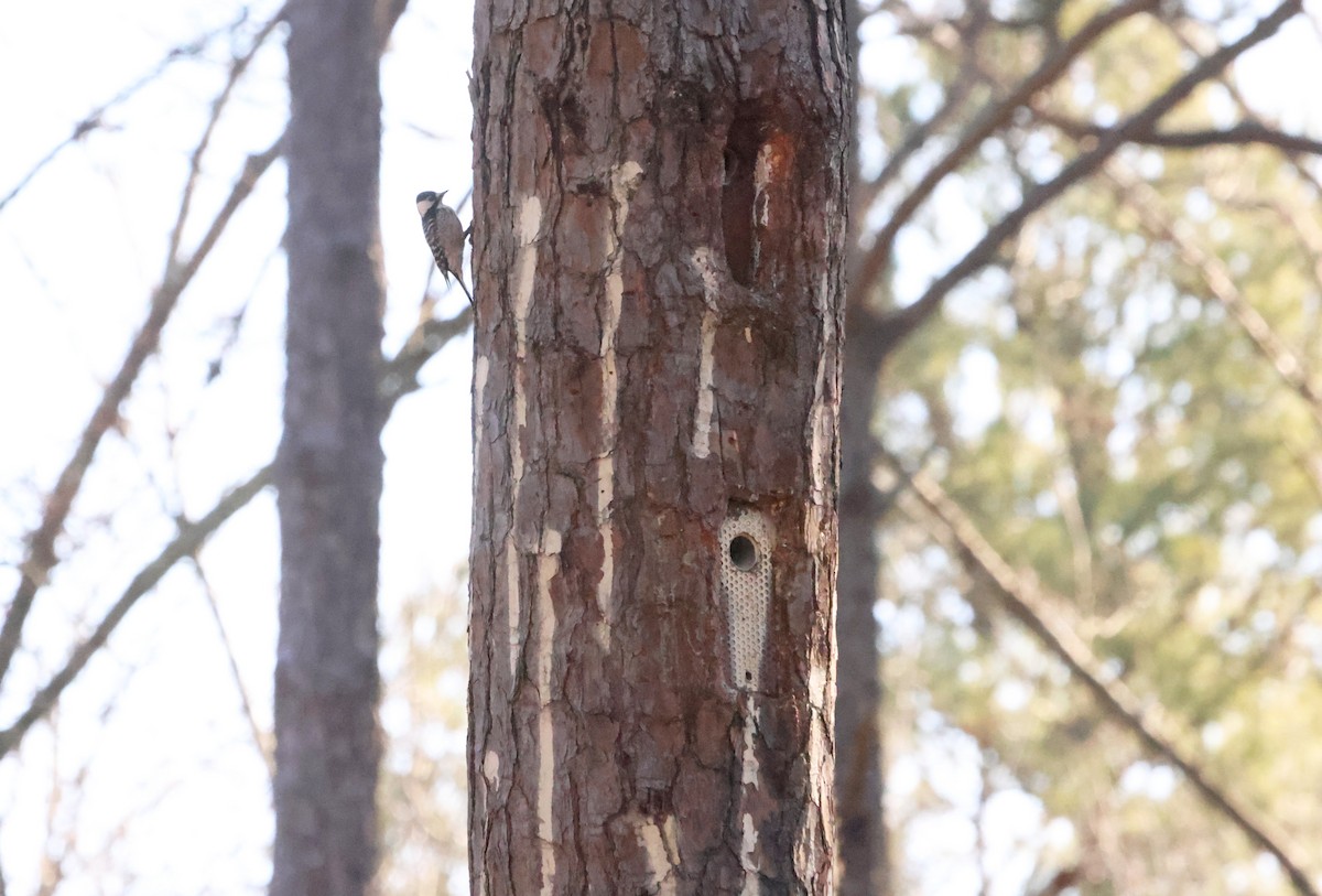 Red-cockaded Woodpecker - ML614519945