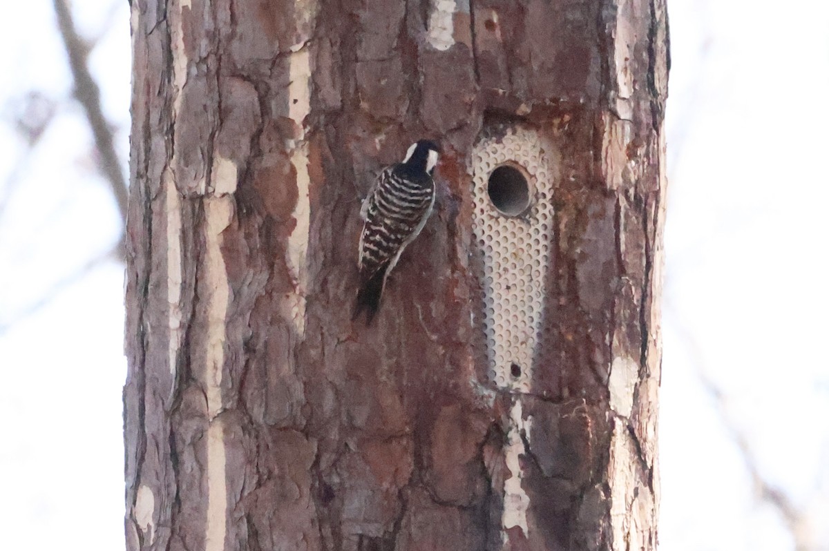 Red-cockaded Woodpecker - ML614519946