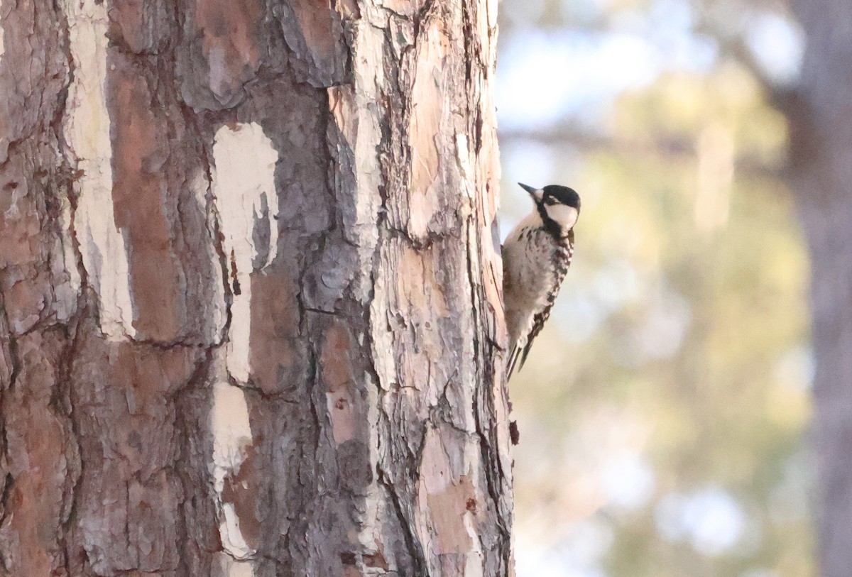 Red-cockaded Woodpecker - ML614519947