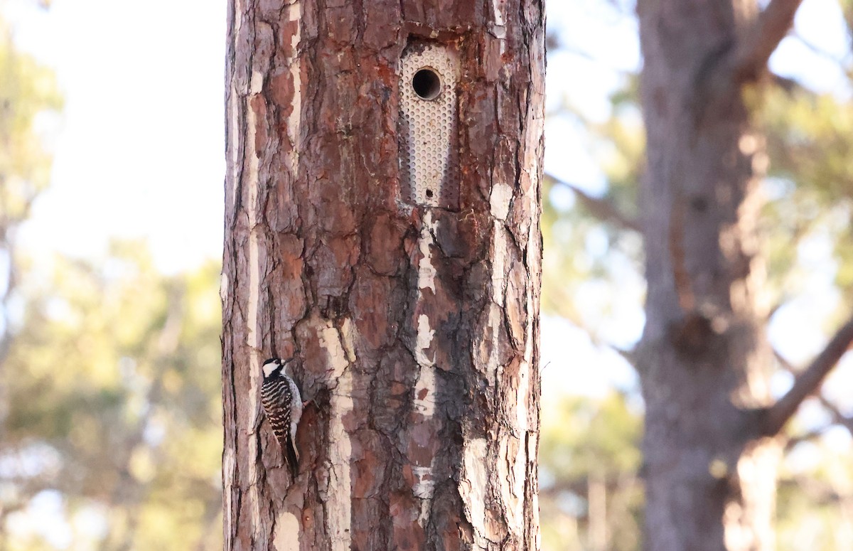 Red-cockaded Woodpecker - ML614519948