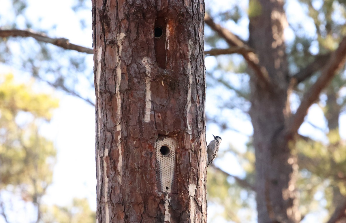 Red-cockaded Woodpecker - ML614519949